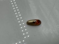 Setra S6 Blinker Hinten